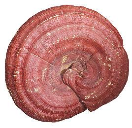 《合金装备Δ 食蛇者》Steam页面现已上线 支持简中